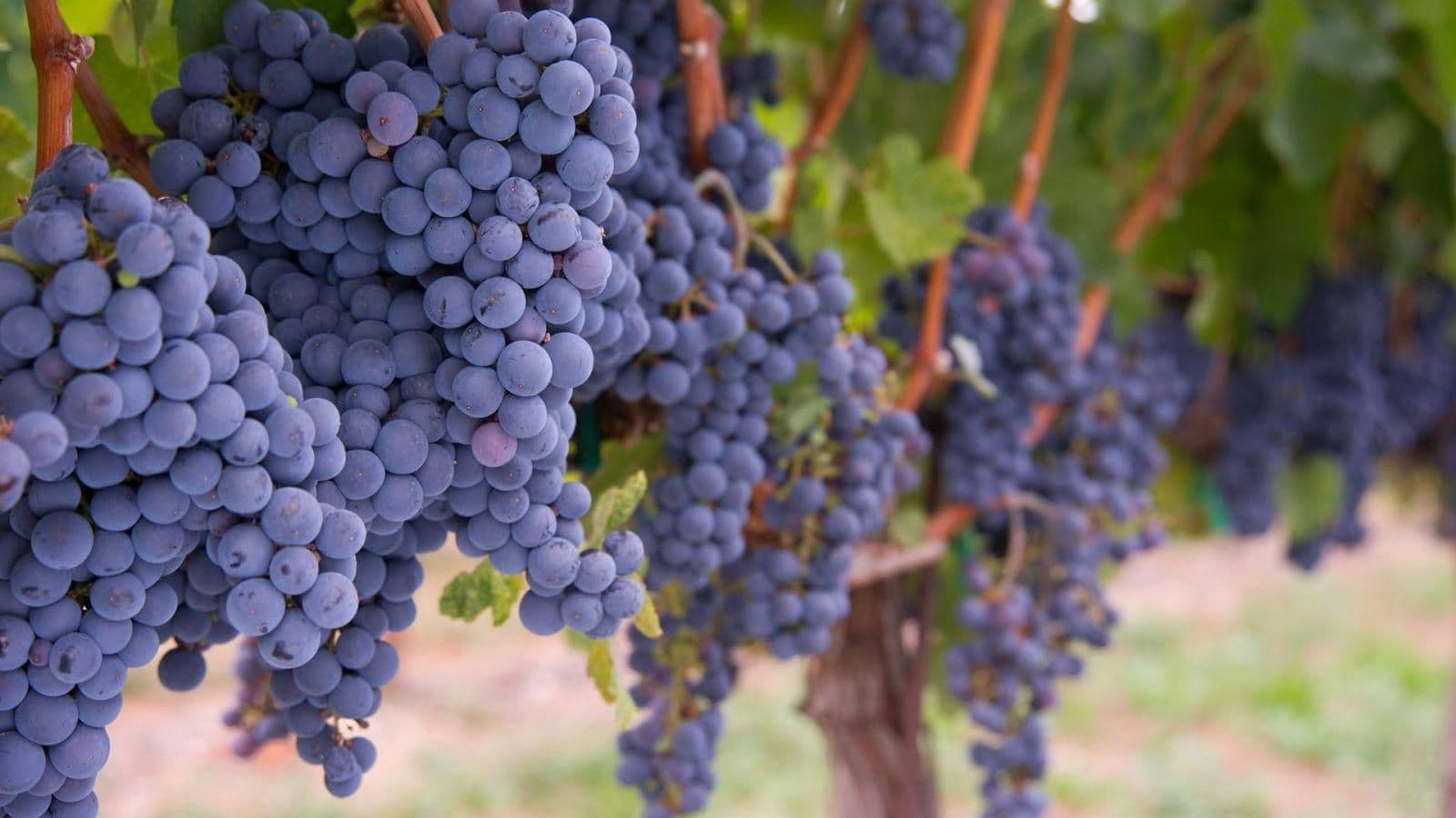 Images for Merlot