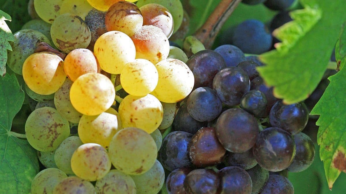 Images for Moscato