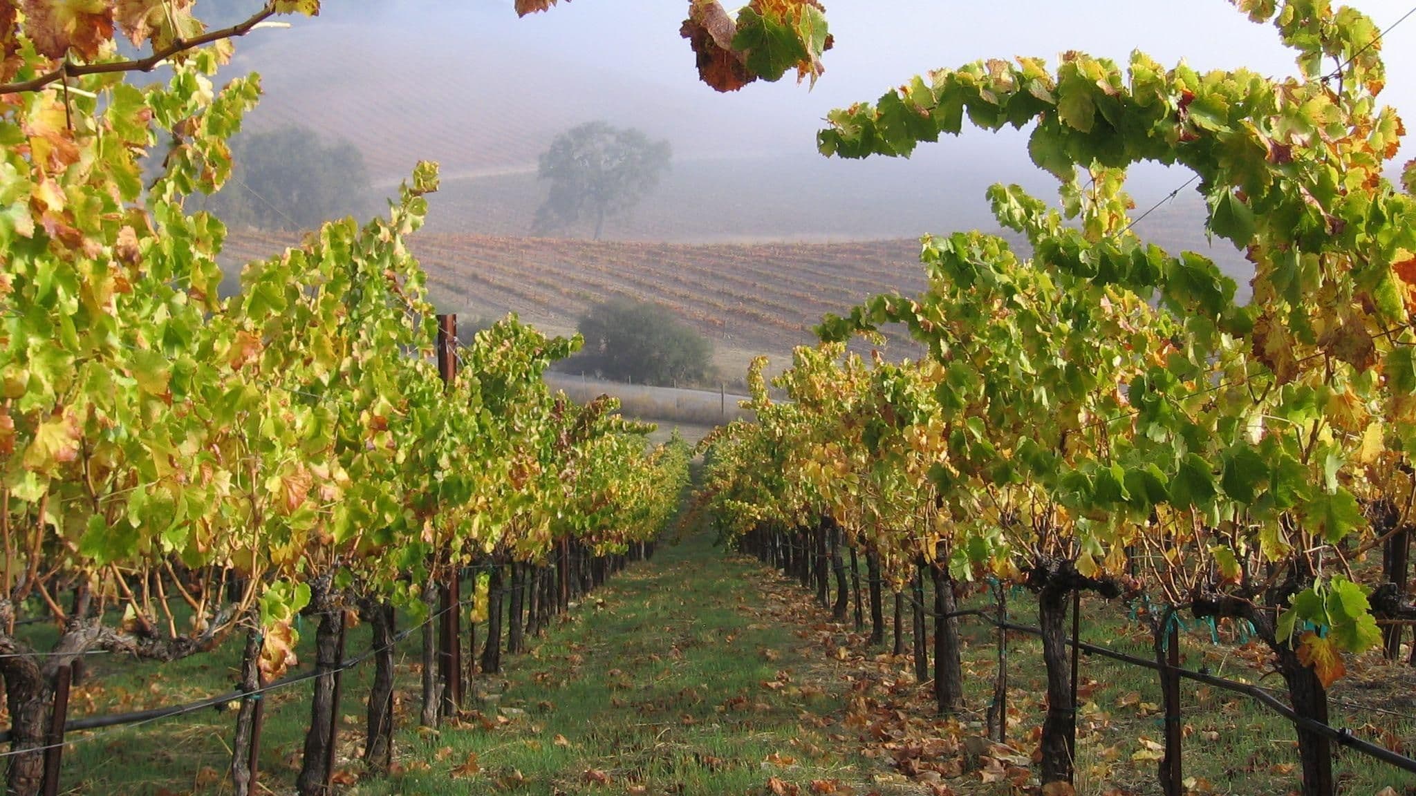 Images for Vermentino